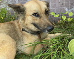 Собаки в Нижнем Новгороде: Отдам в добрые руки Девочка, Бесплатно - фото 4