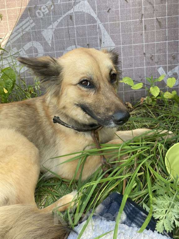 Собаки в Нижнем Новгороде: Отдам в добрые руки Девочка, Бесплатно - фото 4