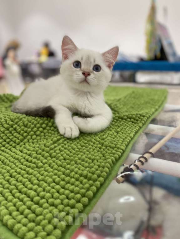 Кошки в Москве: Братья Мальчик, 40 000 руб. - фото 3