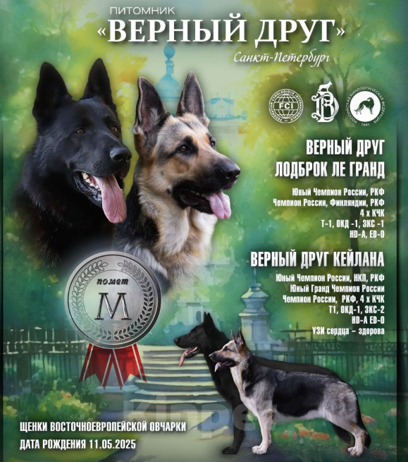 Собаки в Санкт-Петербурге: Верный друг Мирабилис (подрощенный щенок) Девочка, 45 000 руб. - фото 6