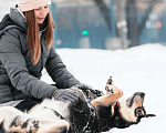 Собаки в Москве: Добрая собака давно ждёт хозяина Девочка, Бесплатно - фото 6