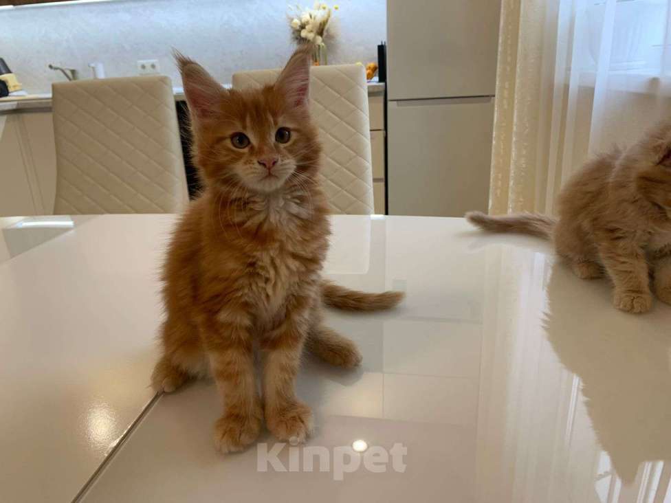 Кошки в Москве: Роскошная девочка Мейн-Кун Девочка, 65 000 руб. - фото 3