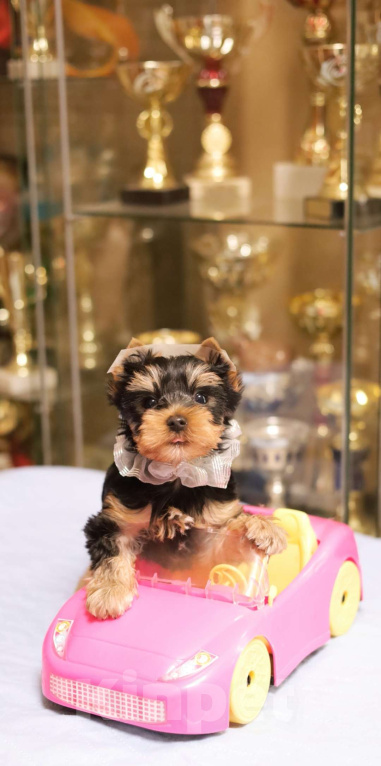 Собаки в Санкт-Петербурге: Щенок Йоркширского терьера, мальчик  Мальчик, 45 000 руб. - фото 5