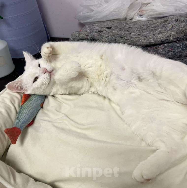 Кошки в Москве: Белочку никто не замечает 💔  Девочка, Бесплатно - фото 2