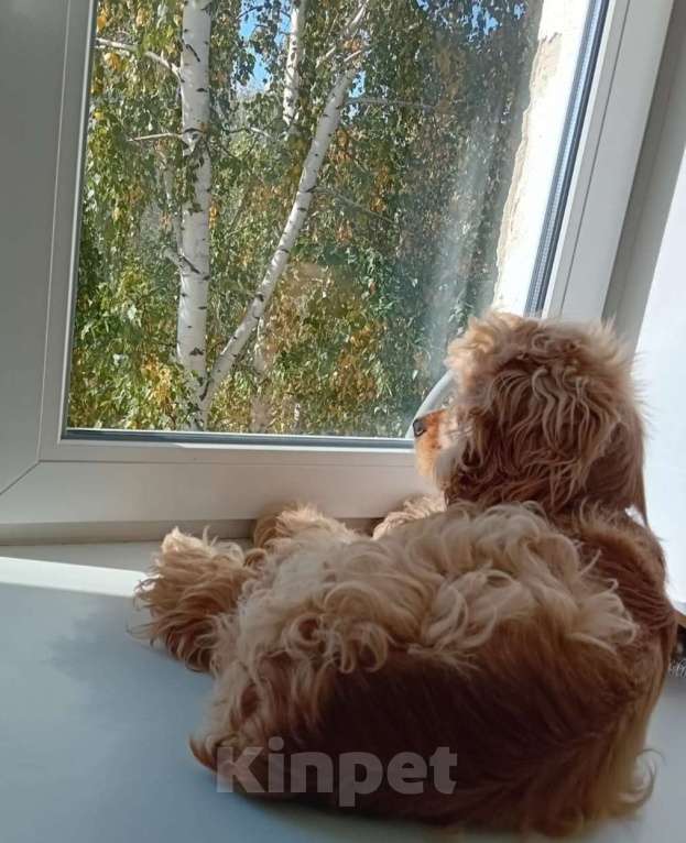 Собаки в Екатеринбурге: Потерялся Миша Мальчик, 10 000 руб. - фото 3