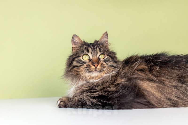 Кошки в Москве: Молодая сибирская кошка Фасолька в добрые руки Девочка, Бесплатно - фото 2