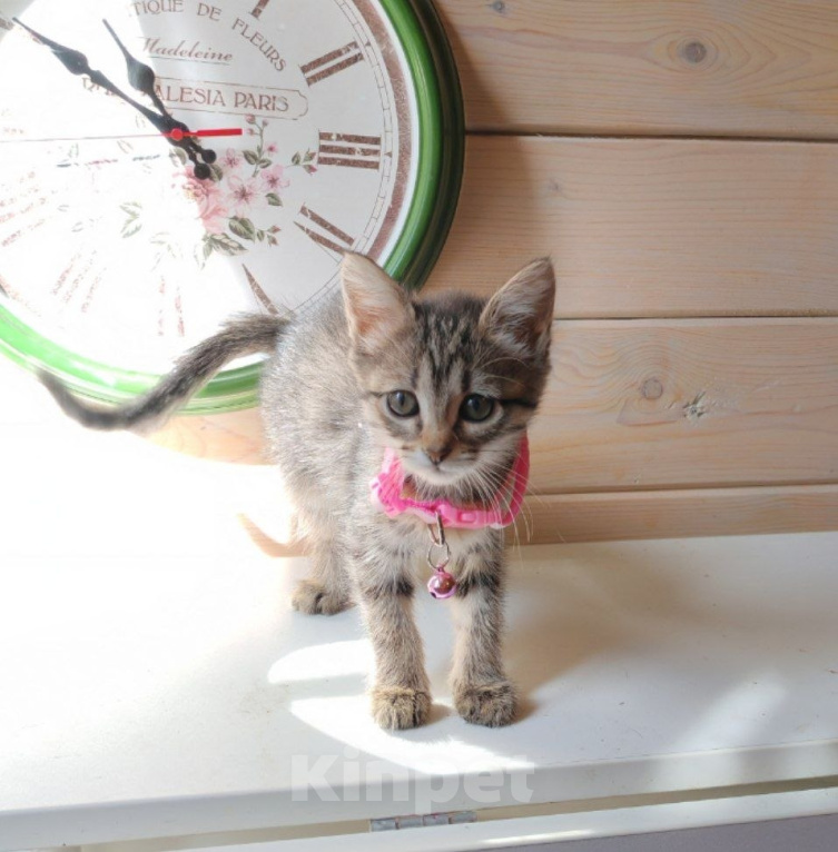Кошки в Москве: Котенок -девочка в добрые руки Девочка, Бесплатно - фото 3