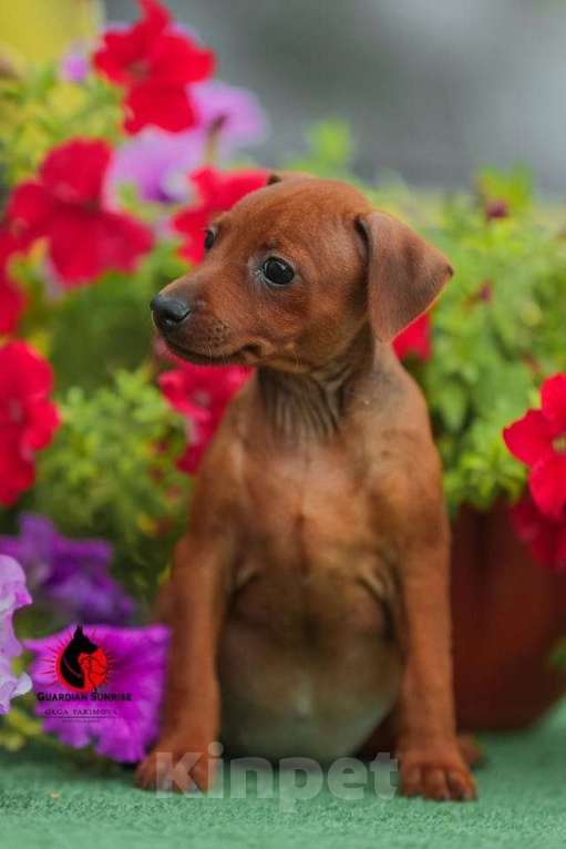 Собаки в Армавире: Щенок Цвергпинчера, 20 000 руб. - фото 1