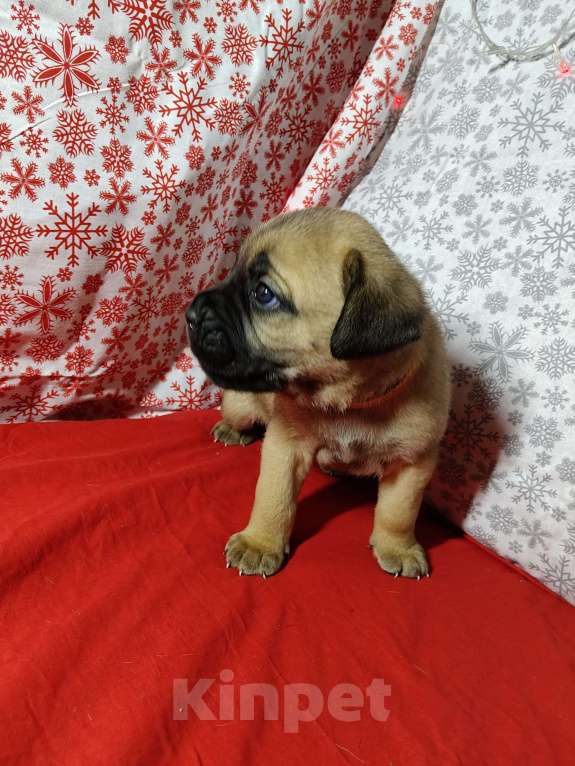 Собаки в других городах Краснодарского края: Кане-Корсо, щенок Девочка, 20 000 руб. - фото 9