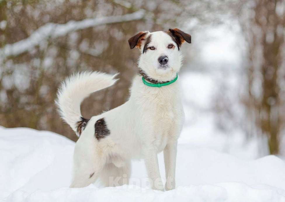 Собаки в Белоозёрском: БЕЛЫЙ (БИМ) Мальчик, 2 руб. - фото 1