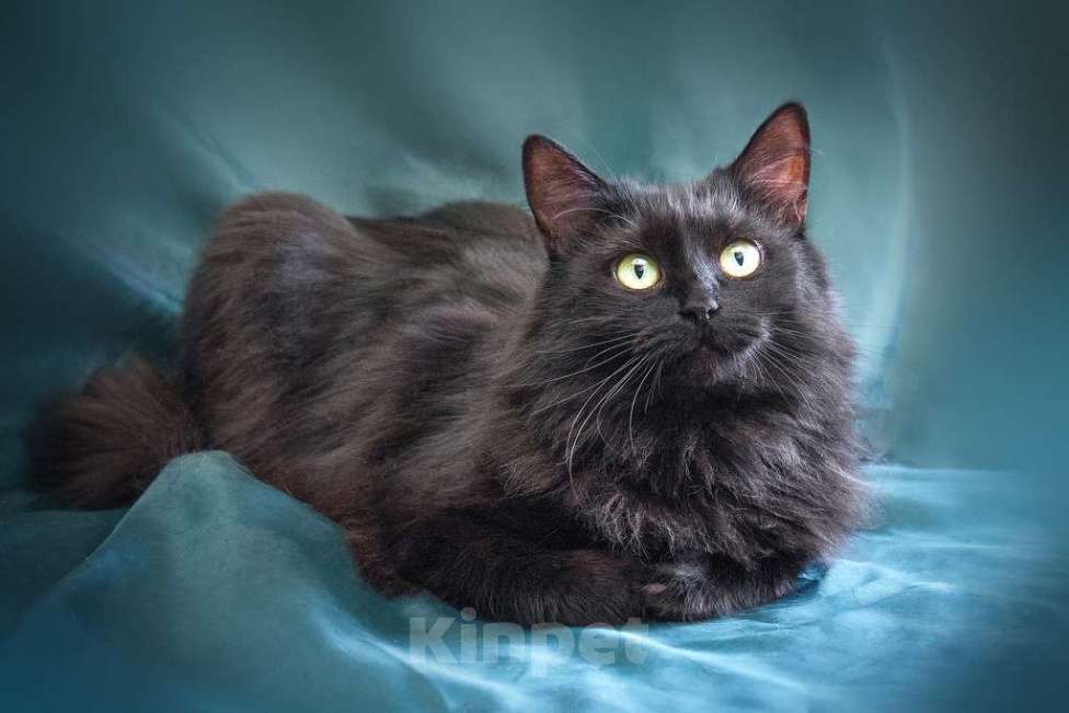 Кошки в Москве: Кошечка Нелли уютная пушинка в добрые руки Девочка, Бесплатно - фото 4