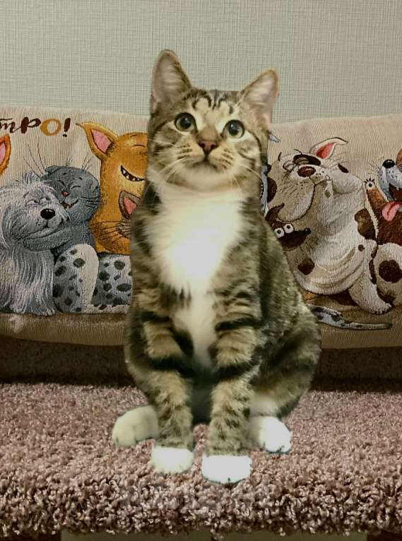 Кошки в Санкт-Петербурге: Котик Тигруля 8 мес, стерилизован Мальчик, Бесплатно - фото 4