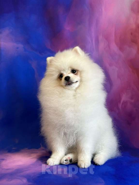 Собаки в Москве: Померанский шпиц, щенок Мальчик, 55 000 руб. - фото 1