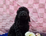 Собаки в Йошкаре-Оле: Мальчишка в окрасе фантом( блек тан) Мальчик, 60 000 руб. - фото 4
