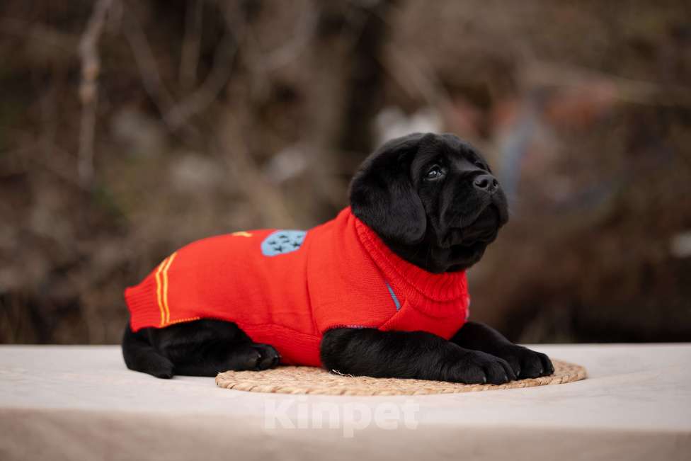 Собаки в Новороссийске: щенки лабрадора Мальчик, Бесплатно - фото 3