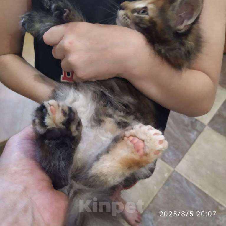 Кошки в других городах Московской области: Ищет ласкового хозяина Девочка, 30 000 руб. - фото 5