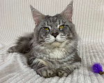 Кошки в Дмитрове: Голубой серебристый мраморный кот мейн кун Dimash Мальчик, 10 000 руб. - фото 3