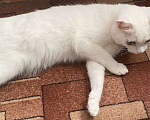 Кошки в Уфе: Белоснежная кошка в дар. Девочка, Бесплатно - фото 3