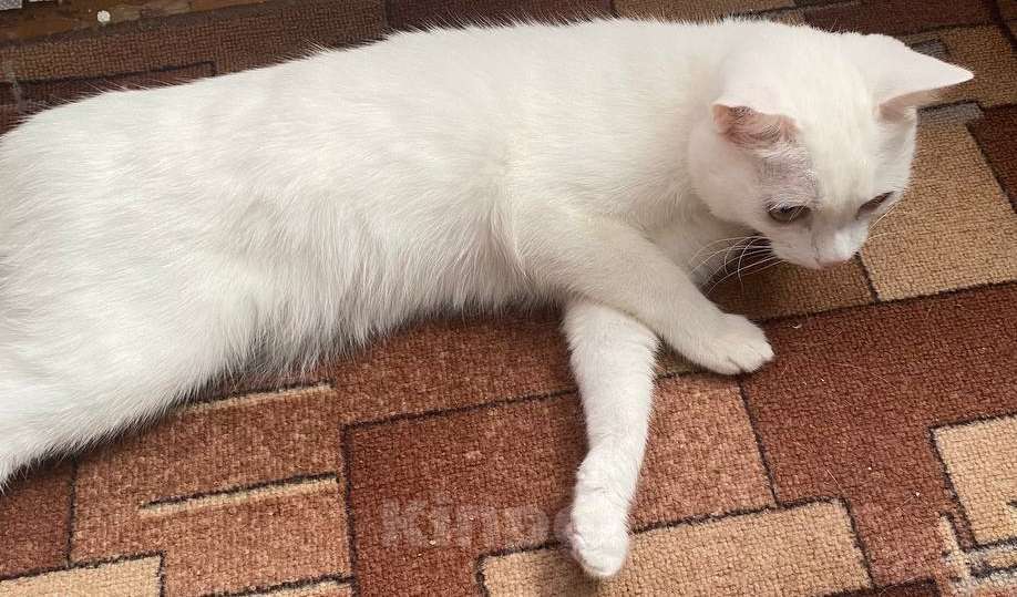 Кошки в Уфе: Белоснежная кошка в дар. Девочка, Бесплатно - фото 3