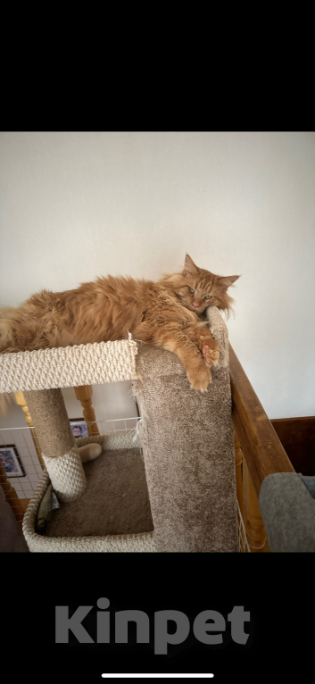 Кошки в Можге: !!!ПОТЕРЯЛСЯ КОТ!!! Мальчик, 10 000 руб. - фото 5