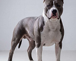 Собаки в Москве: Щенок амстаффа Девочка, 45 000 руб. - фото 5