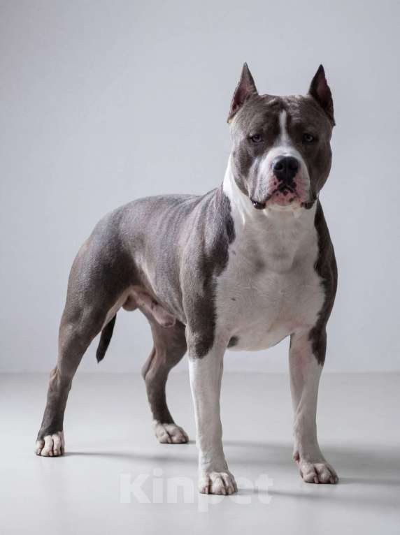 Собаки в Москве: Щенок амстаффа Девочка, 45 000 руб. - фото 5