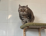 Кошки в Ярославле: Пуняша ищет дом Девочка, Бесплатно - фото 2