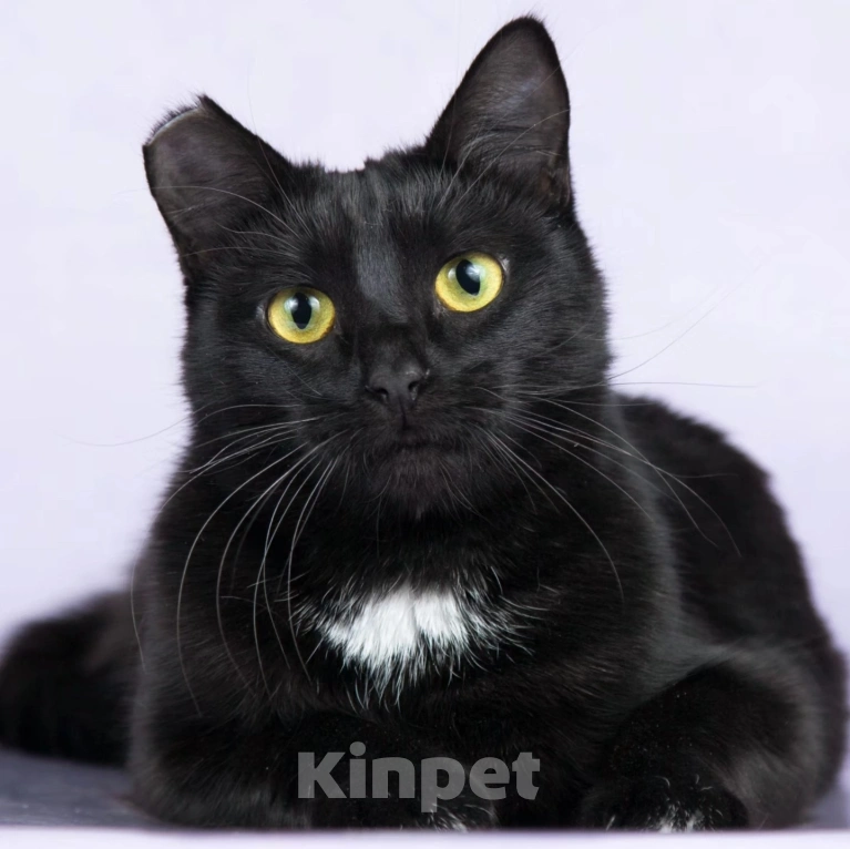 Кошки в Москве: Черной кошечке отрезали ушко Девочка, Бесплатно - фото 4