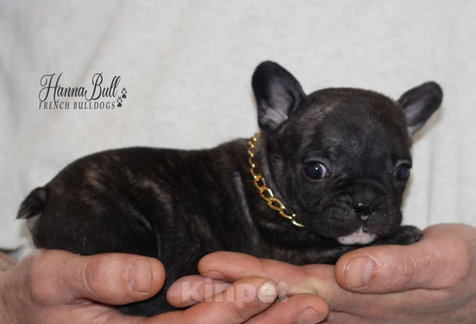 Собаки в Москве: Щенки французского бульдога с документами РКФ Разнополые, 35 000 руб. - фото 9