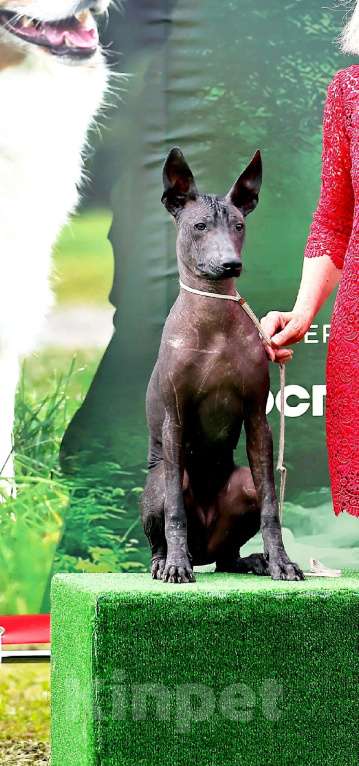 Собаки в Кемерово: ксолоитцкуинтли щенок Девочка, 70 000 руб. - фото 4