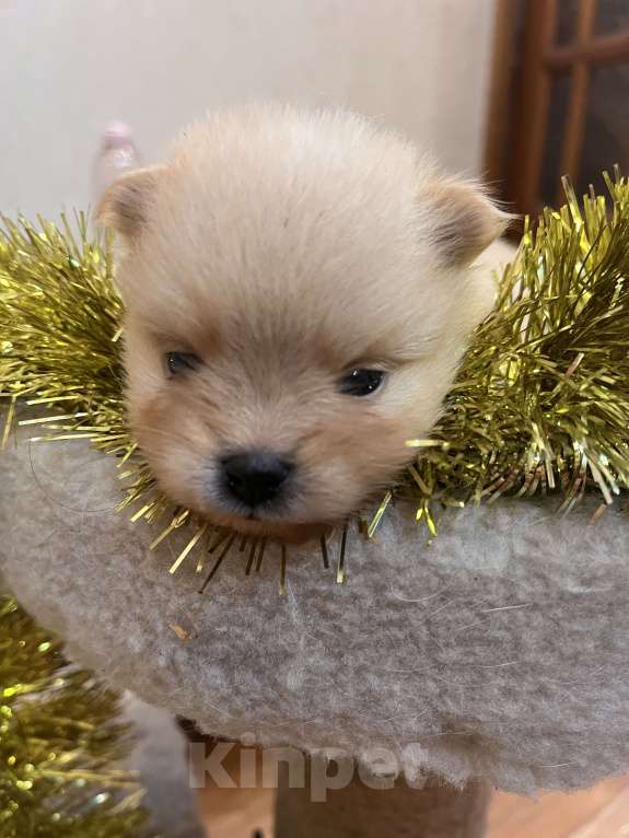 Собаки в Сургуте: НЕМЕЦКИЙ ШПИЦ  Девочка, 35 000 руб. - фото 5