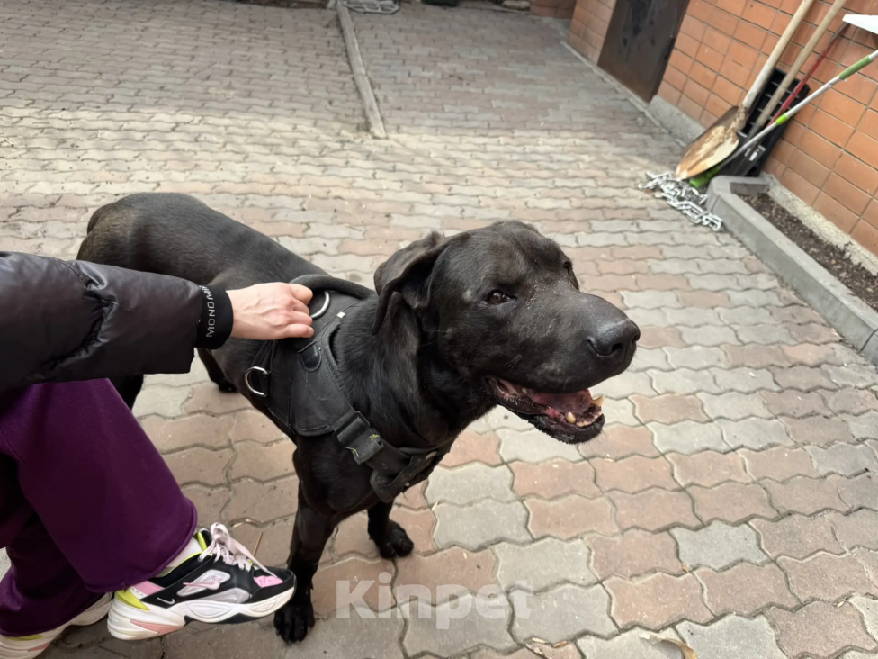 Собаки в Ростове-на-Дону: найден Мальчик, Бесплатно - фото 3