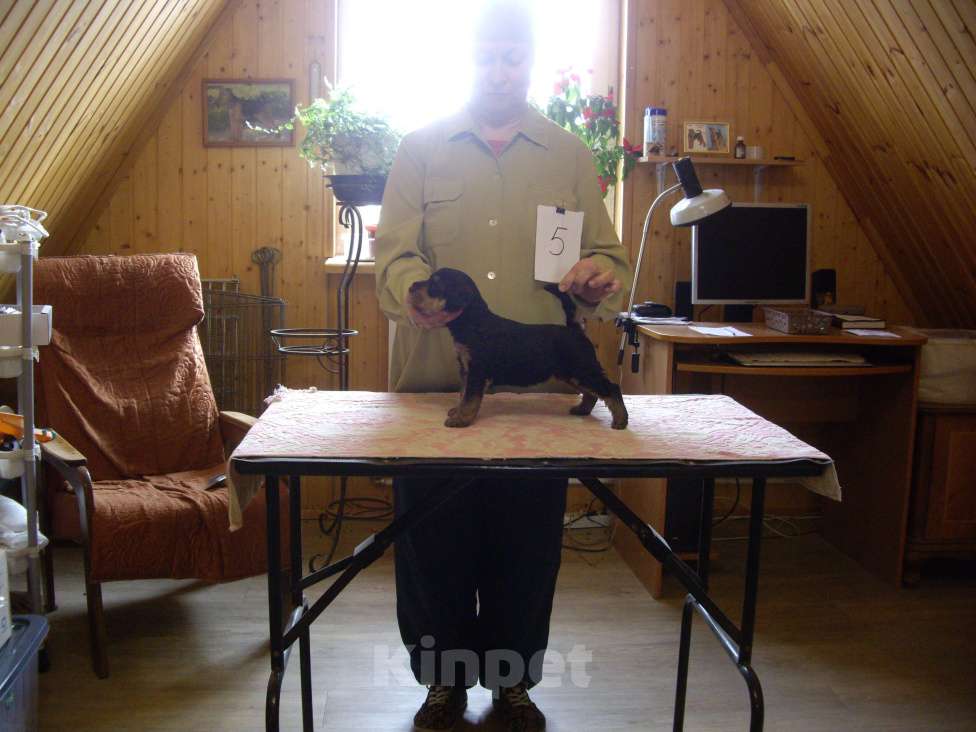 Собаки в Москве: щенки эрдельтерьера Девочка, Бесплатно - фото 3