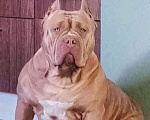 Собаки в других городах Московской области: Эксклюзивные щенки американского булли xl Девочка, 450 000 руб. - фото 5