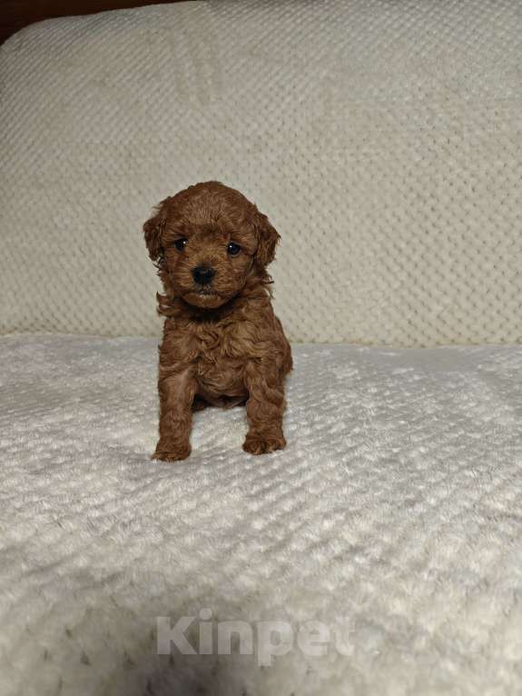 Собаки в Подольске: Щенок той пуделя ркф Мальчик, 100 000 руб. - фото 3