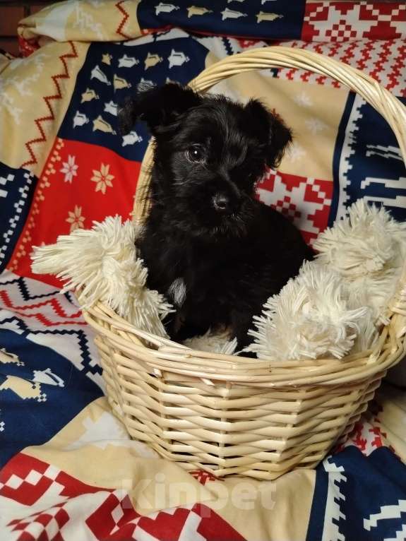 Собаки в Одинцово: Мальчишка стандрат Мальчик, 30 000 руб. - фото 1