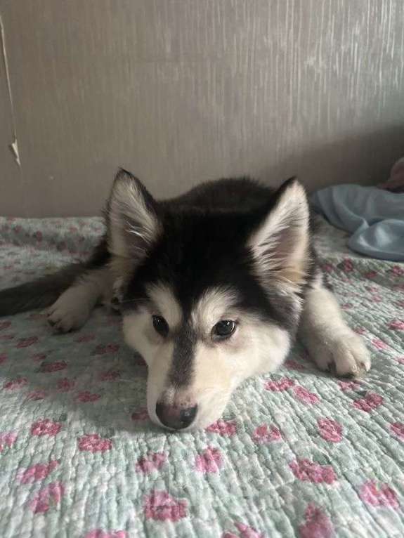 Собаки в Москве: Продам щенков девочку и мальчика Мальчик, Бесплатно - фото 2