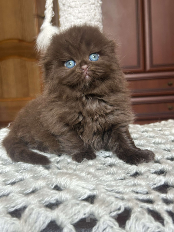 Кошки в Москве: Шоколадный вислоухий длинношерстный котик Мальчик, 50 000 руб. - фото 2