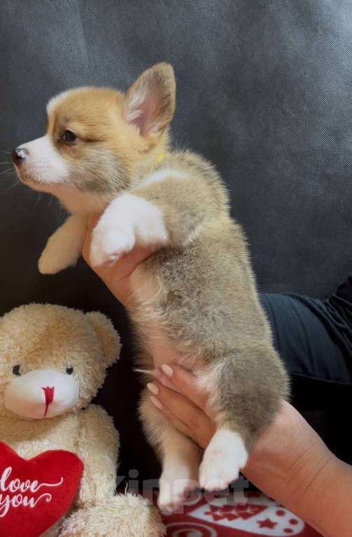 Собаки в других городах Московской области: Вельш корги пемброк мальчик  Мальчик, 38 000 руб. - фото 3