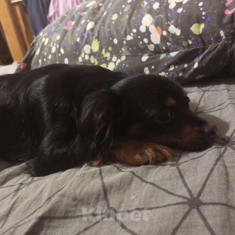 Собаки в Серпухове: Щенок Русского длинношорстного той терьера  Девочка, 15 000 руб. - фото 5