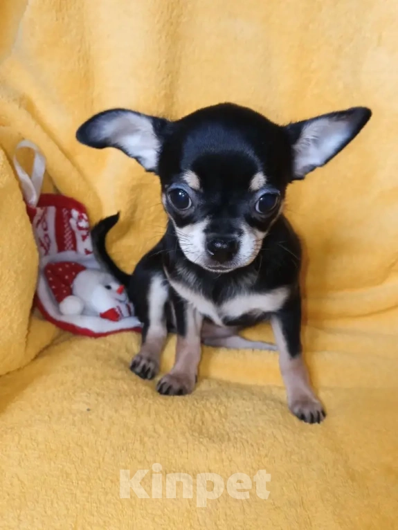 Собаки в Волгограде: Девочка черного окраса с бежевыми и белыми вкраплениями Девочка, 35 000 руб. - фото 2