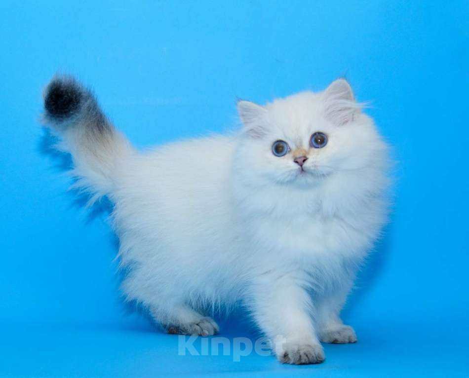 Кошки в Рыбинске: БЛЮЗ Мальчик, 30 000 руб. - фото 6