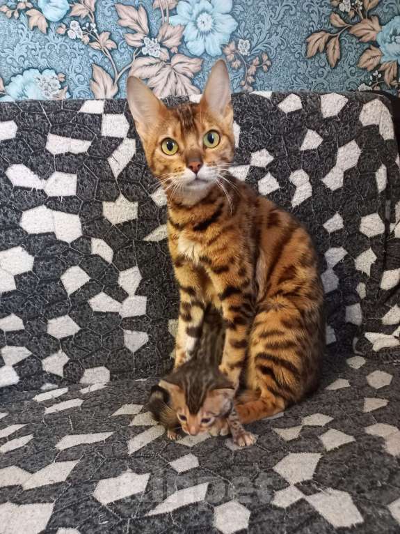 Кошки в Пензе: Бенгальские котята Девочка, 12 000 руб. - фото 9