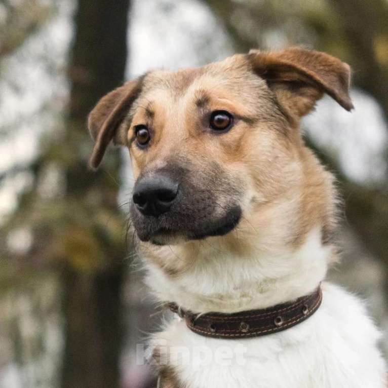 Собаки в Москве: Срочно ищет семью молодой пес Ричард Мальчик, 1 руб. - фото 7