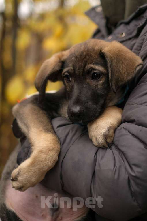 Собаки в Санкт-Петербурге: Мальчик 1 Мальчик, Бесплатно - фото 4