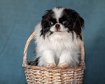 Собаки в Москве: Щенки японского хина Разнополые, Бесплатно - фото 8