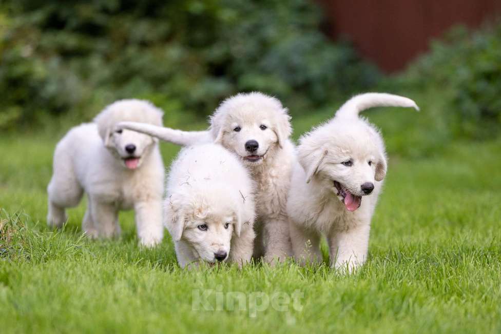 Собаки в Пушкино: Мареммо абруцкая овчарка Мальчик, Бесплатно - фото 5