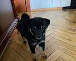 Собаки в Санкт-Петербурге: Щенок сиба-ину Девочка, 30 000 руб. - фото 3