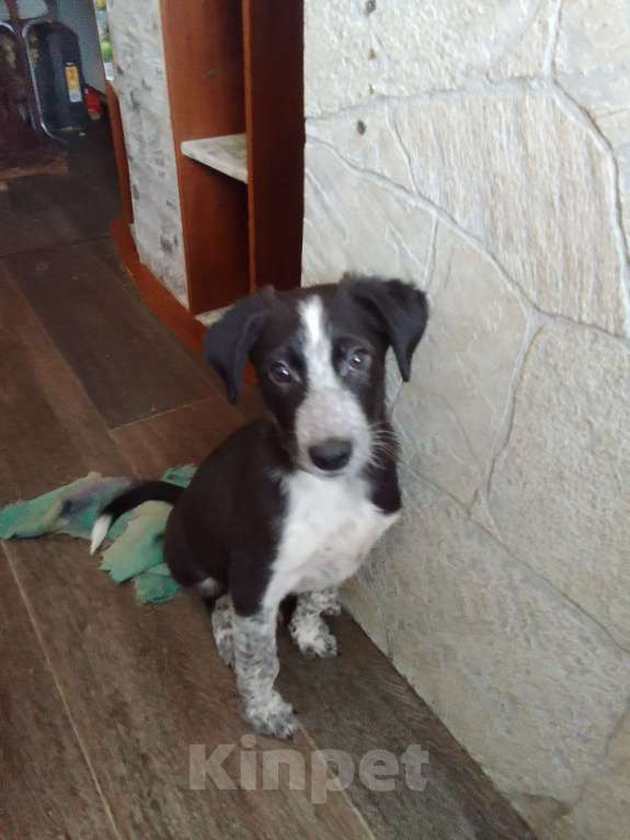 Собаки в Орле: Мальчик  Мальчик, Бесплатно - фото 3