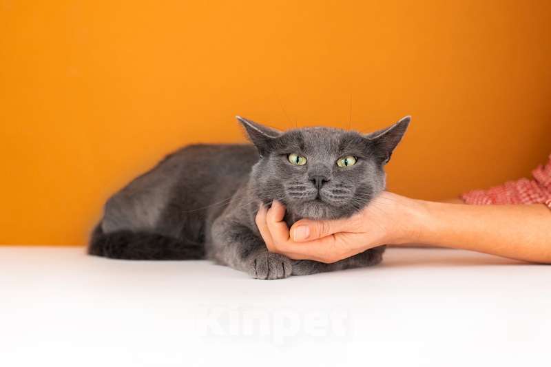 Кошки в Москве: Крупный красавчик русской голубой породы Торр в дар Мальчик, 1 руб. - фото 3